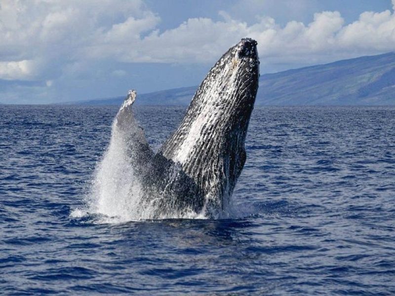 Ali'i VIP Whale Tour