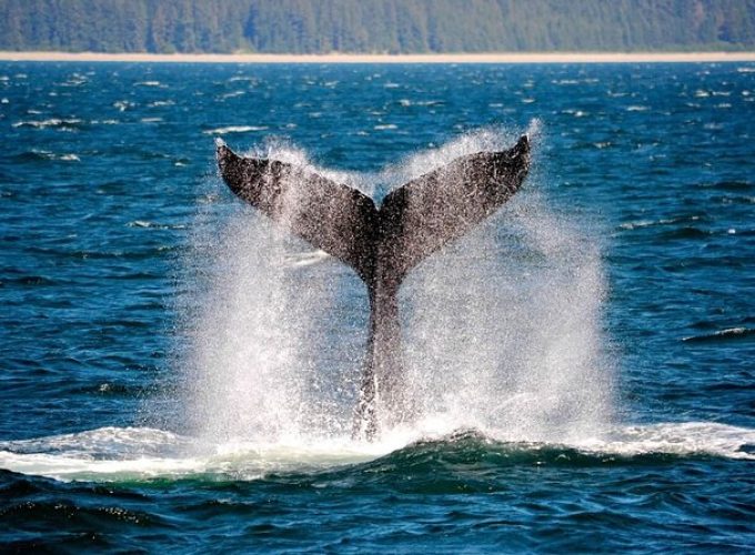 Icy Strait Whale & Wildlife Endeavor