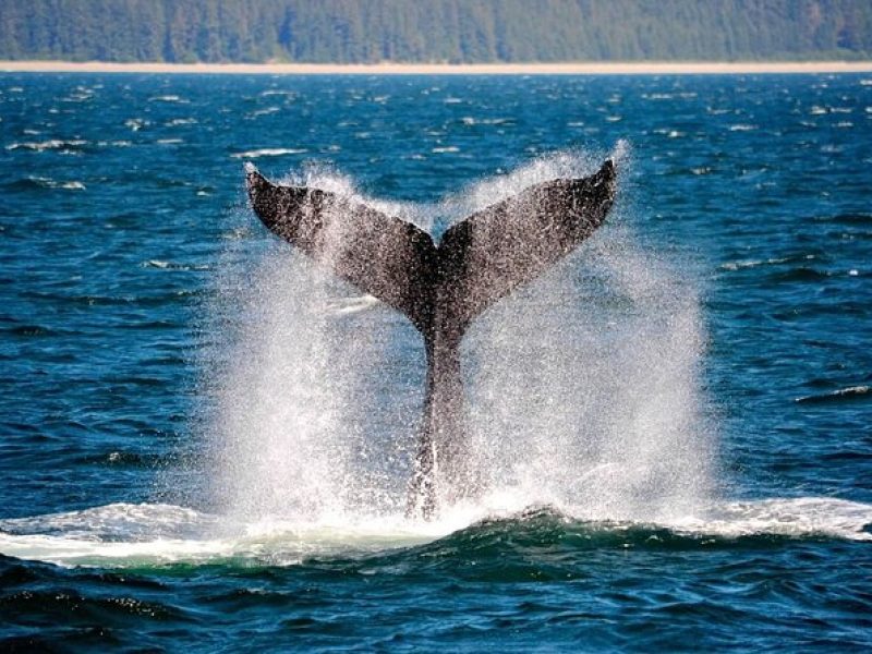 Icy Strait Whale & Wildlife Endeavor