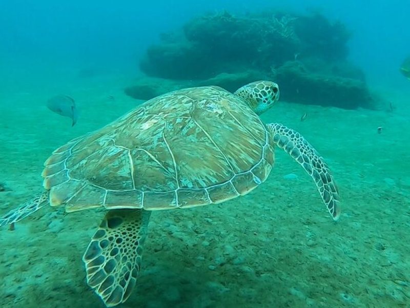 2-Hour Guided Snorkel Tour of Phil Foster Park, Blue Heron Bridge