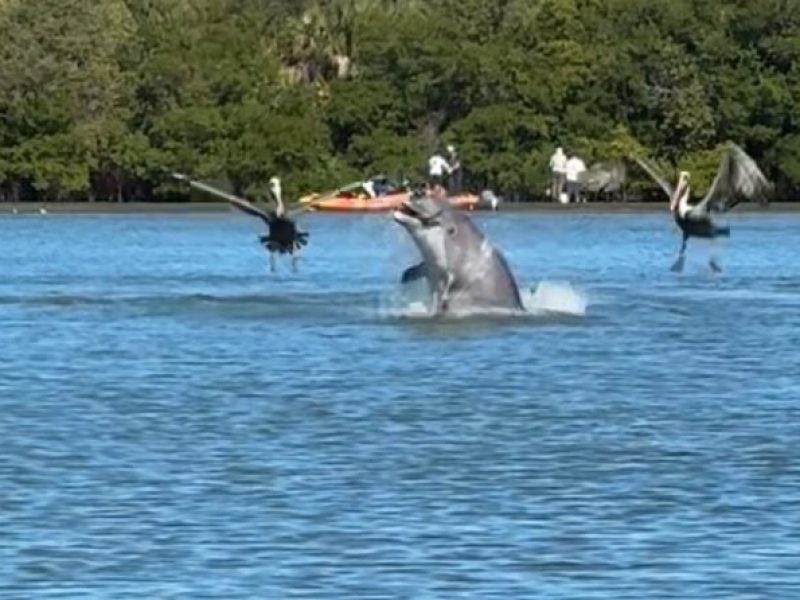 4-Hour Mangrove Island and Dolphin Watch Sandbar in Fort Pierce