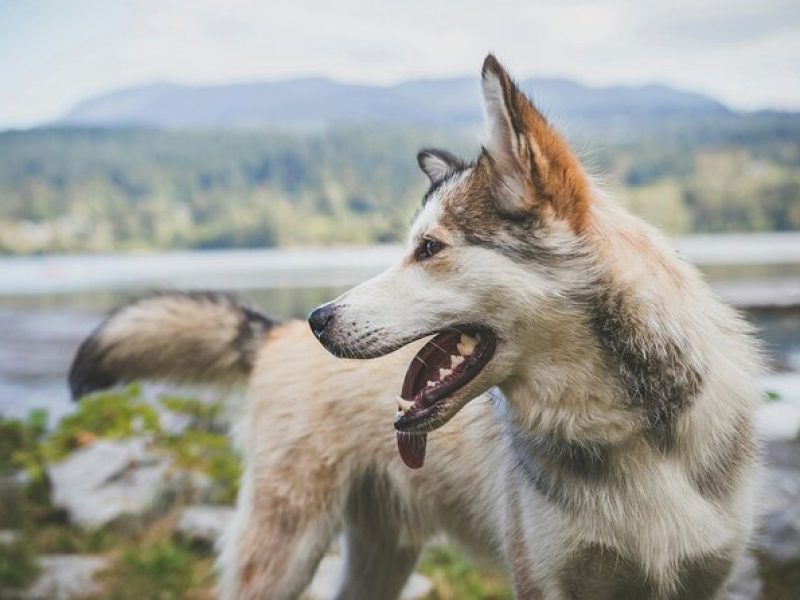 Half-Day Activity Package Husky Sled Dog Tour and Brewery Visit