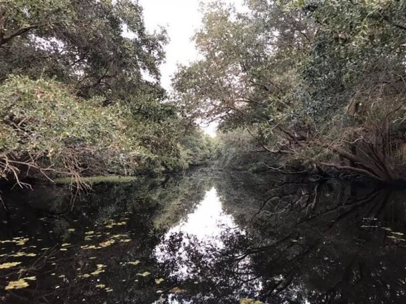 2 Hours Boat Tour in Louisiana Bayous Near New Orleans