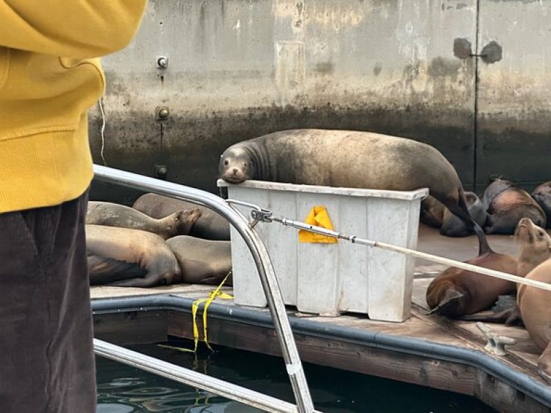 Sea Lion Excursion in Marina del Rey