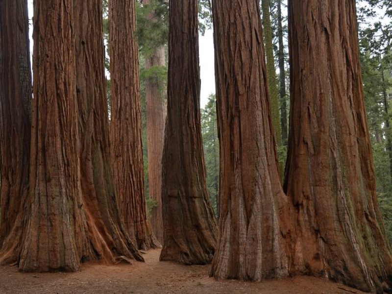 Private Day Tour to Sequoia and Kings Canyon Parks From LA