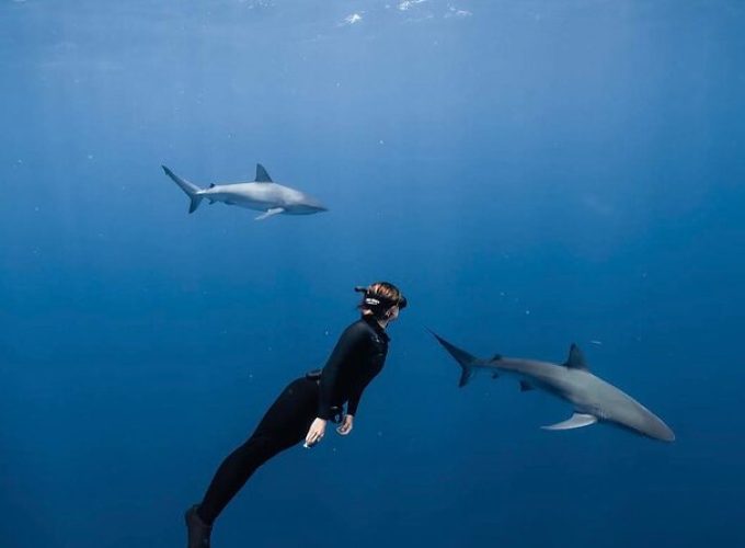 Shark Diving and Snorkeling in Oahu Hawaii