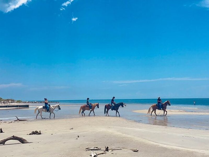 Guided Horseback Riding on The Pristine Waters of Miami Florida