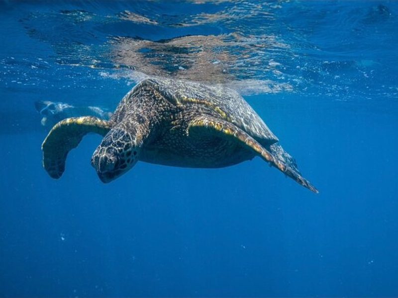 Turtle Canyon Snorkel from Waikiki (Turtles GUARANTEED!)