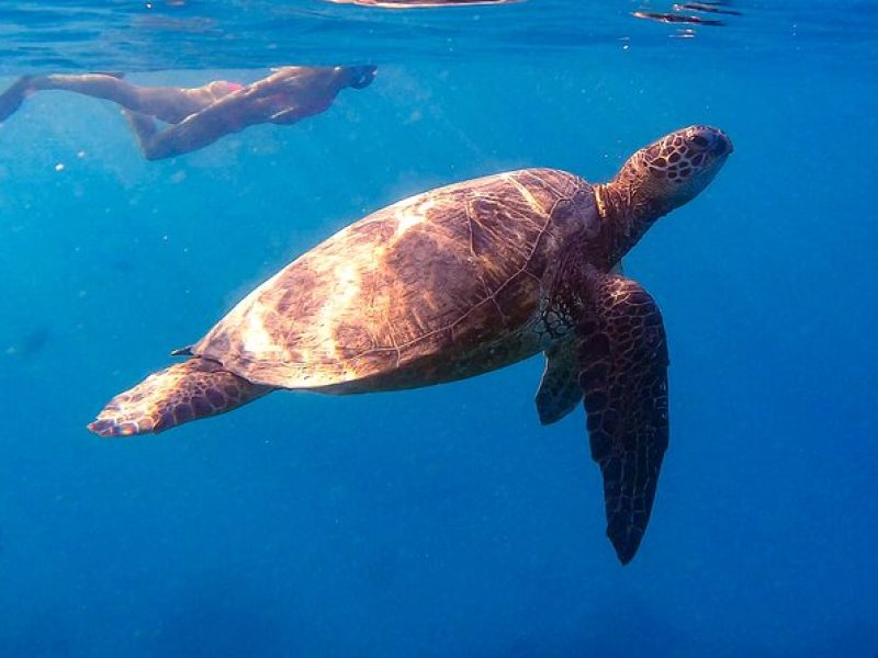 Private Turtle Snorkel & Cruise Waikiki