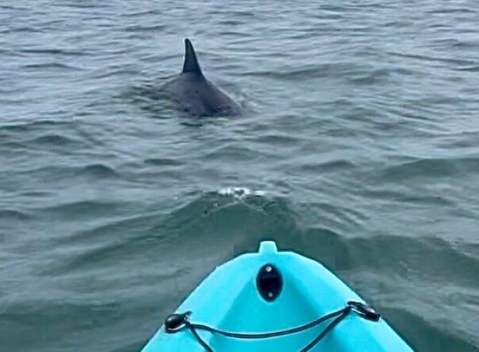 Dolphin Kayak Tour in Virginia Beach Must know how to swim