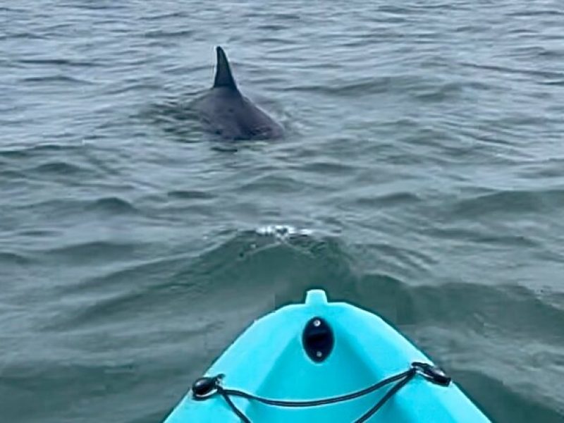 Dolphin Kayak Tour in Virginia Beach Must know how to swim