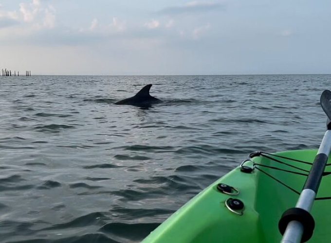 Kayak Dolphin Experience in Virginia Beach Must know how to swim