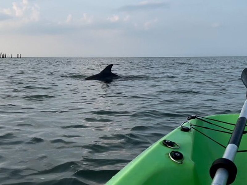 Kayak Dolphin Experience in Virginia Beach Must know how to swim