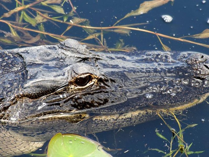 1 Hour Everglades Airboat Tour Central Florida