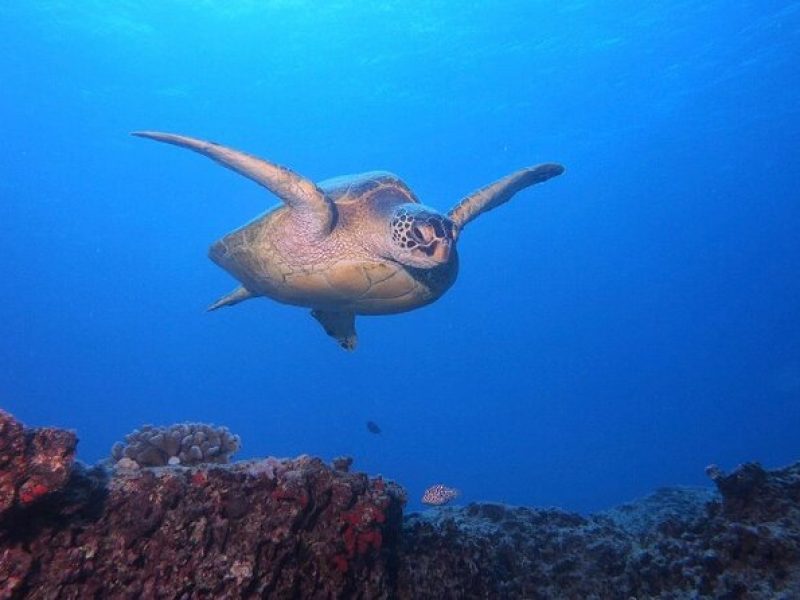 Certified Scuba Diving Along Two Shallow Reef Sites