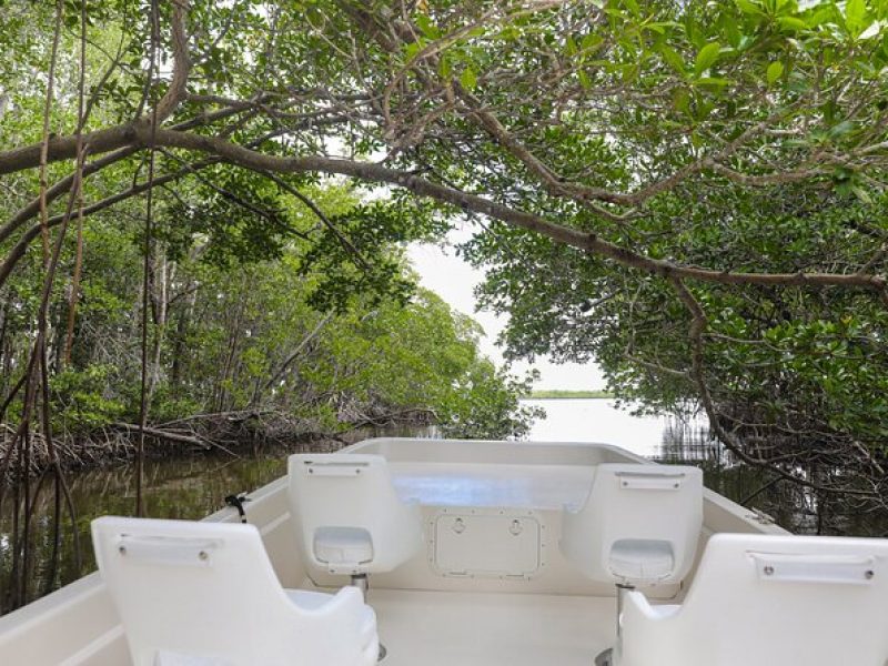 Everglades Mangrove Wilderness Boat Tour