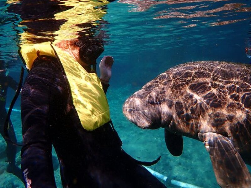 Deluxe Manatee Swim Tour