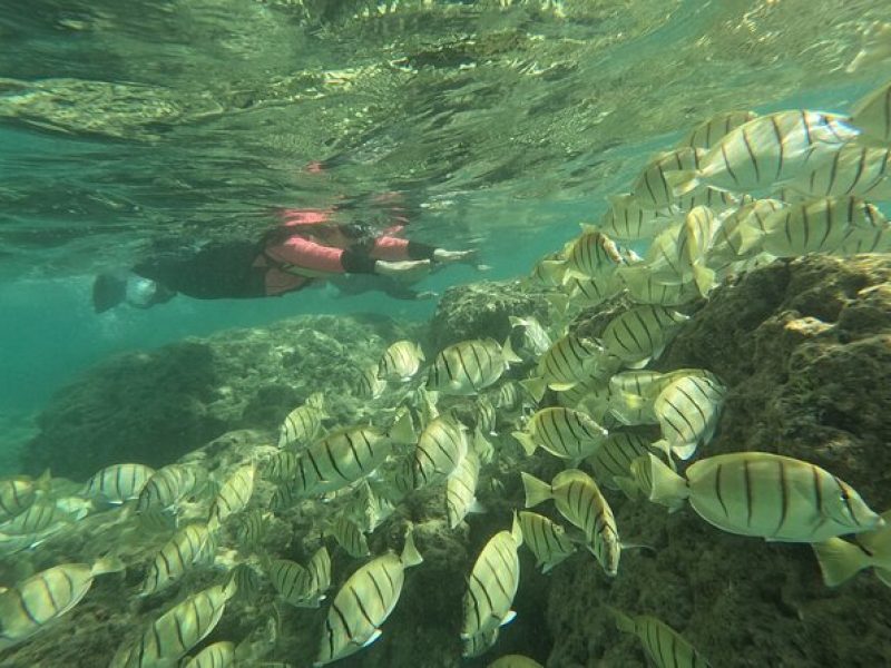 Hanauma Bay Guided Snorkeling Tour