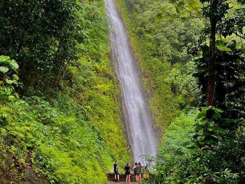 Private Tours Oahu Customizable Circle Island w/ Manoa Falls Hike