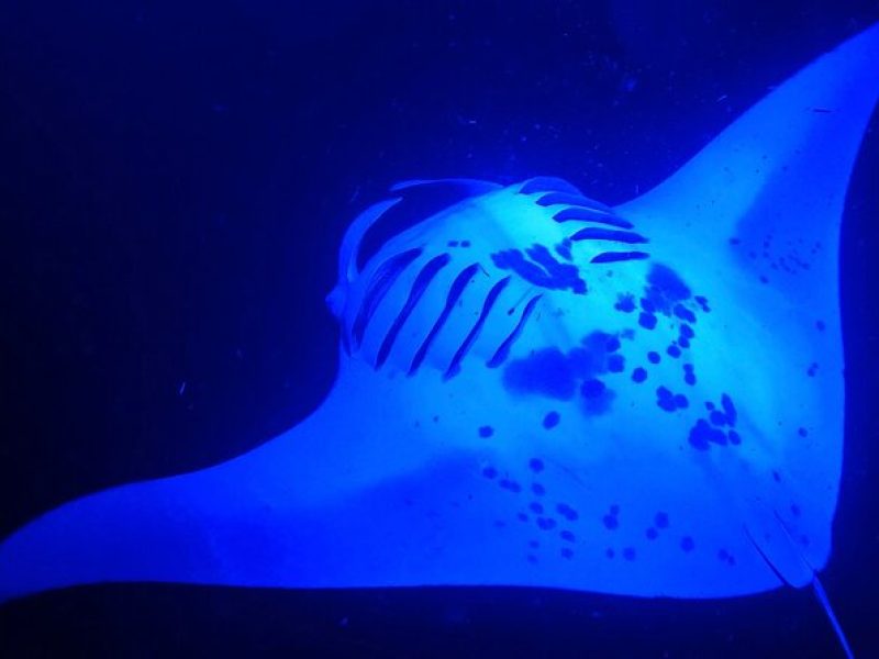 Manta Ray Night Snorkeling Adventure in Kailua-Kona