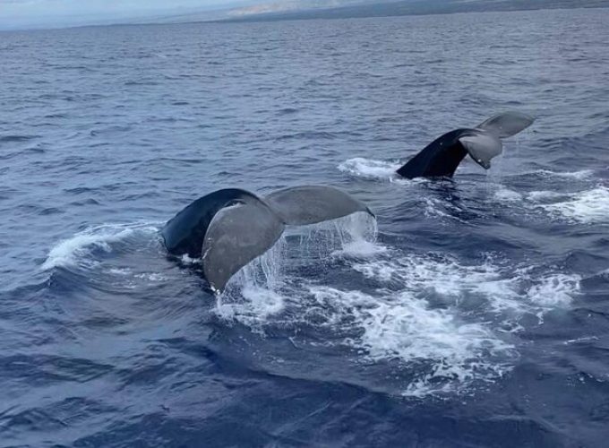 Whale Watching on Big island