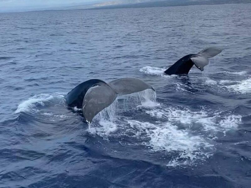 Whale Watching on Big island