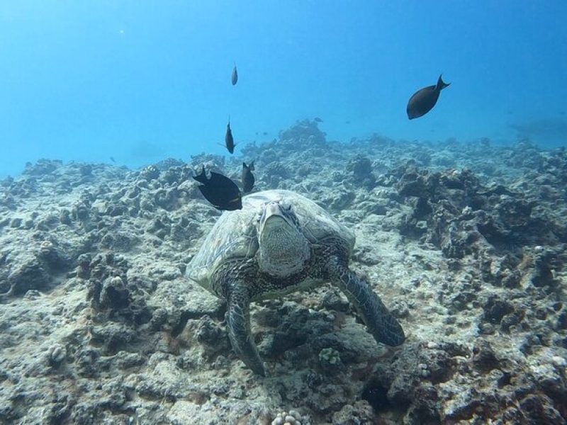 Waikiki Turtle Snorkeling with 5 Water Activities