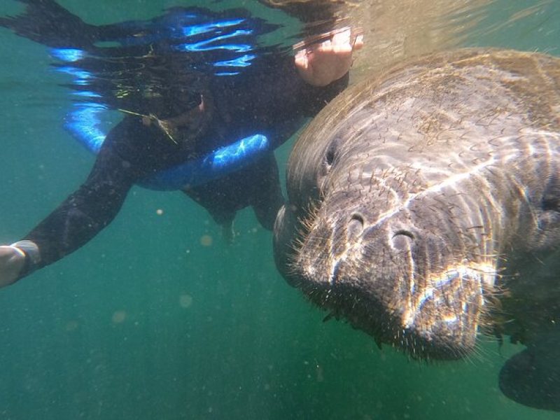 3-Hour Manatee Swim Tour With Water Guide and Photographer