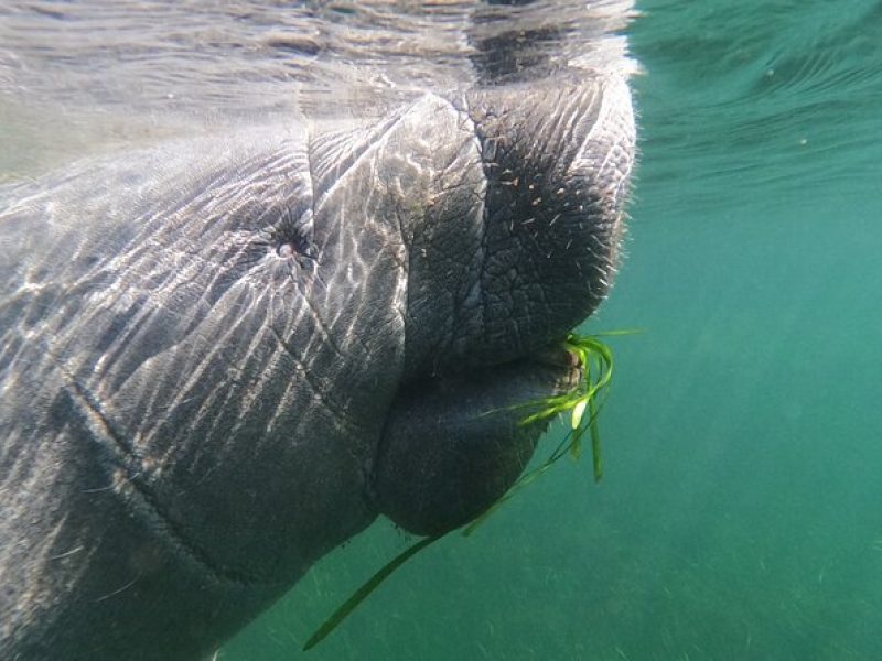 Swim With Manatees-Private Tour with In Water Guide/Photographer