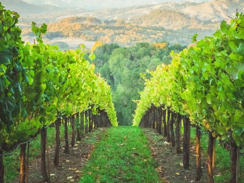 6 Hours Healdsburg Wine Tour with Luxury SUV