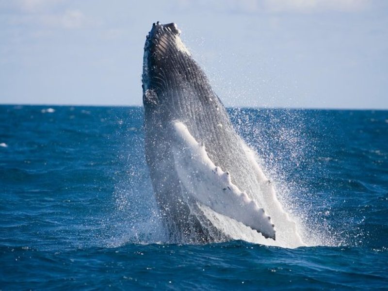 Whale-Watching and Orange County Beaches Tour from Anaheim