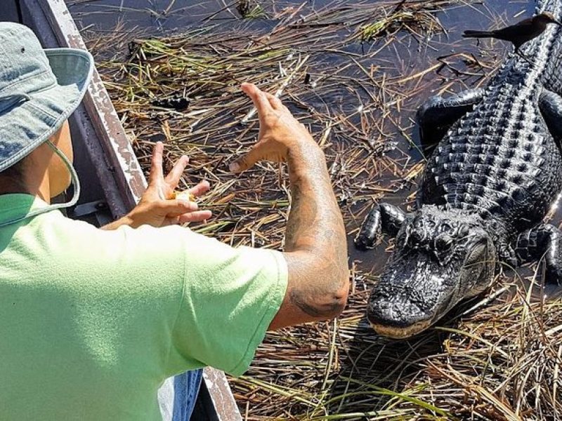 1-Hour Air boat Ride and Nature Walk with Naturalist in Everglades National Park