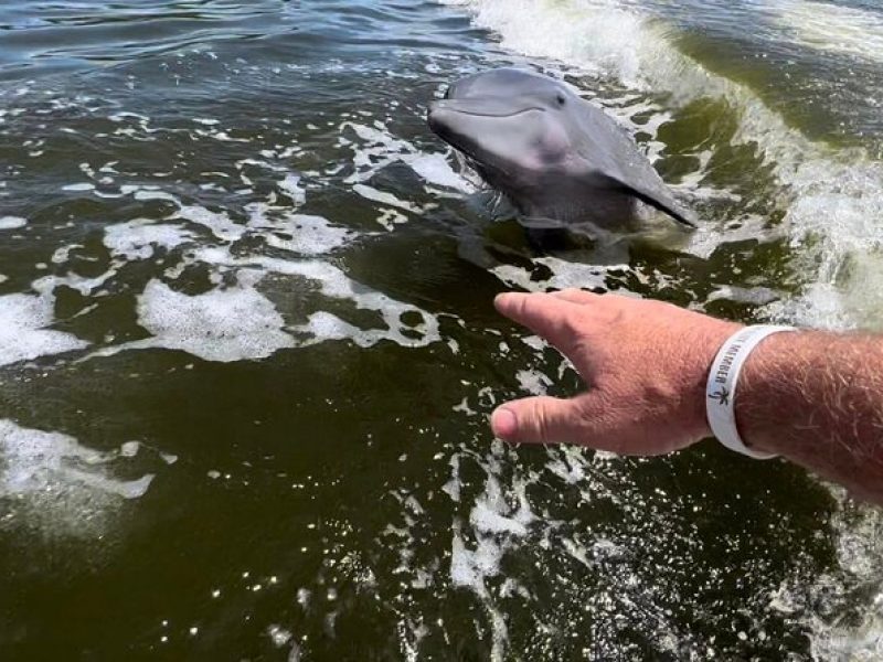 Boat Ride in 10,000 Islands + Biologist Led Walk in the Everglades Small Group