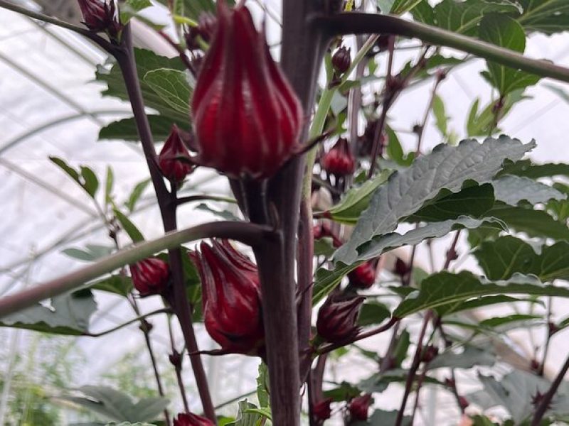 Edible Hibiscus Guided Farm Tour (Big Island)