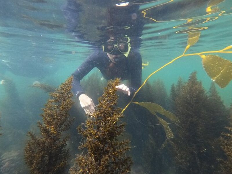 Marine Bio 101 Snorkel in San Diego's Mission Bay