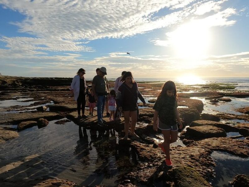 Explore Marine Life in San Diego Tide Pools