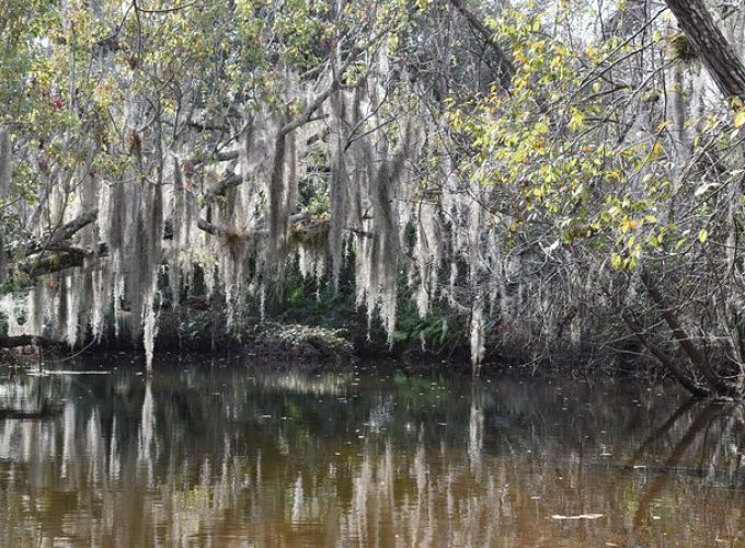 Paddling the Amazing Turkey Creek Sanctuary