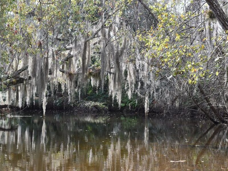 Paddling the Amazing Turkey Creek Sanctuary