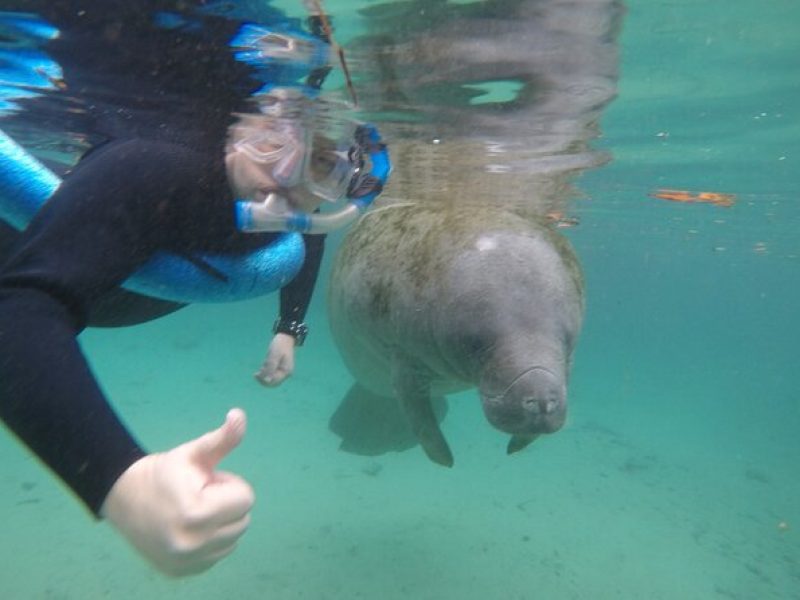 Guided Small Group Manatee Snorkeling Tour with In-Water Photographer