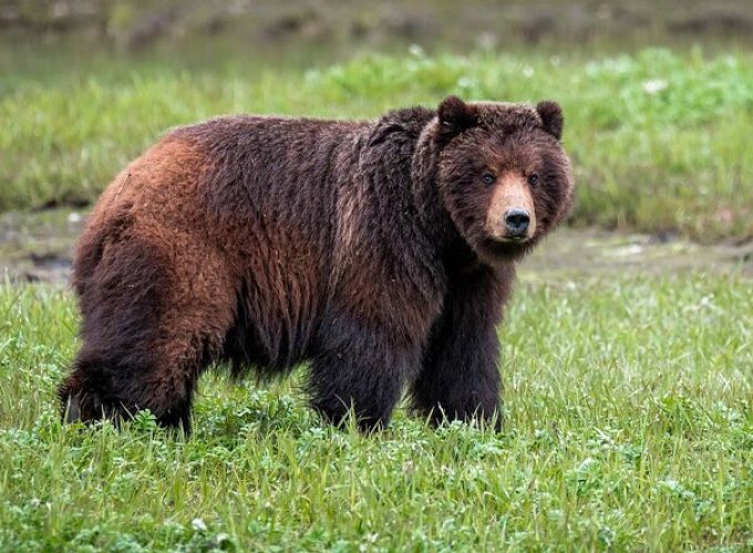 Pack Creek Bear Viewing