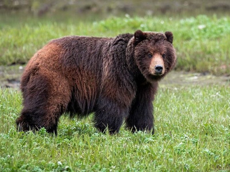 Pack Creek Bear Viewing