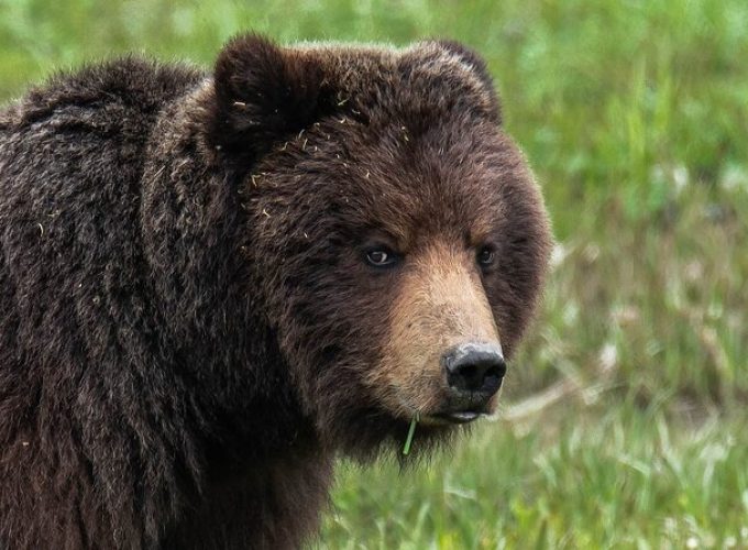 Peak Season Bear Viewing By Seaplane