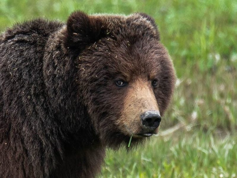 Peak Season Bear Viewing By Seaplane