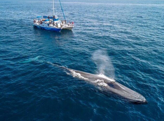 Dana Point Dolphin and Whale Watching Eco-Safari