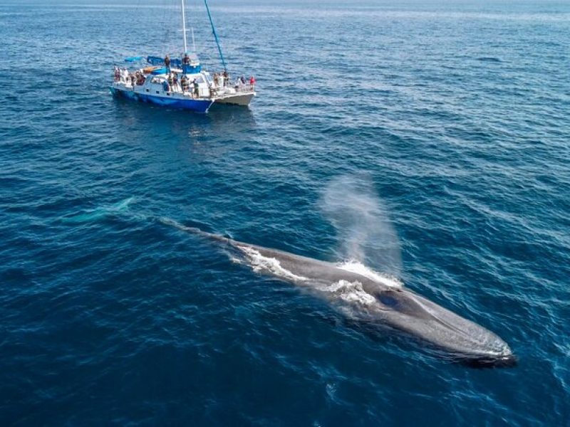 Dana Point Dolphin and Whale Watching Eco-Safari