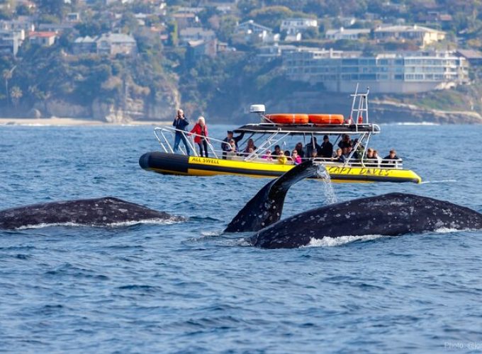 High Speed Zodiac Whale Watching Safari from Dana Point