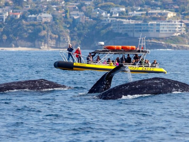 High Speed Zodiac Whale Watching Safari from Dana Point