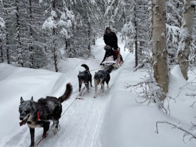 Dogsled Rides