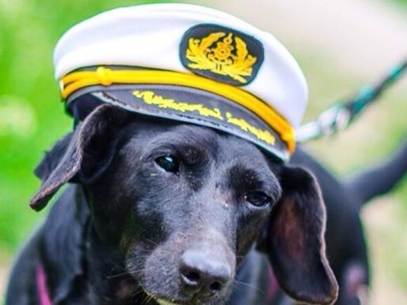 Dog Day of Summer Harbor Cruise in Boston