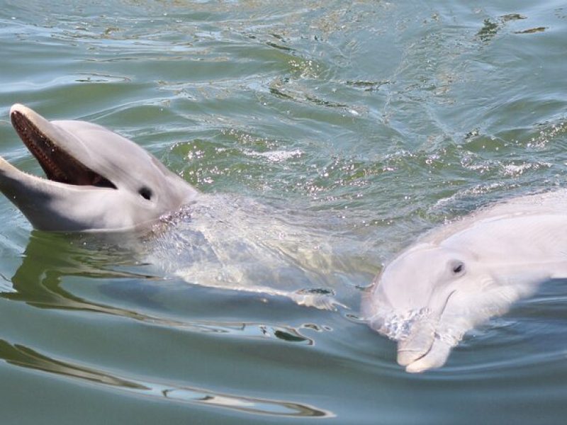 Sunset, Dolphin/Birding On A Private Guided Savannah Cruise